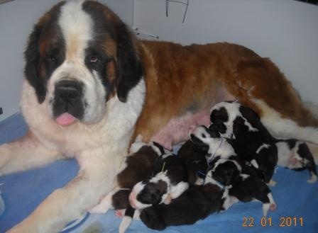 Chiot Chien du Saint-Bernard des trois a de plaisance