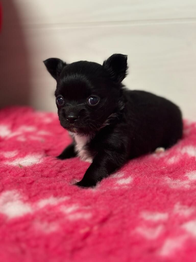 du royaume de Casabelle - Chiots disponibles - Chihuahua