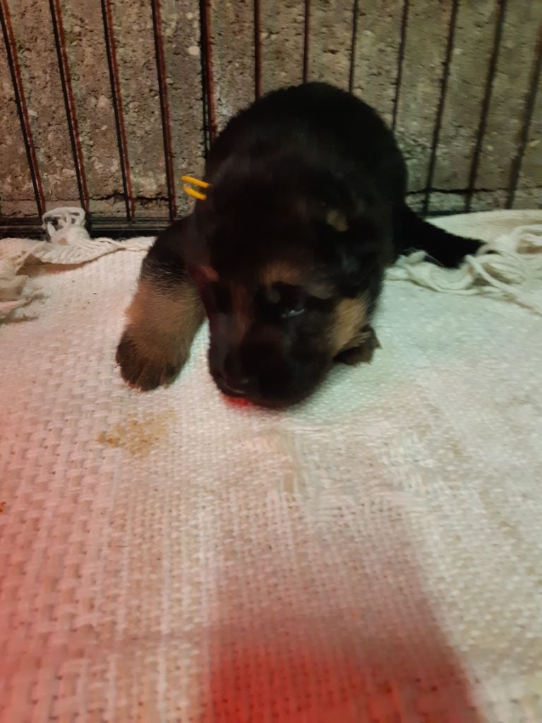 d'Ani'zen - Chiots disponibles - Berger Allemand