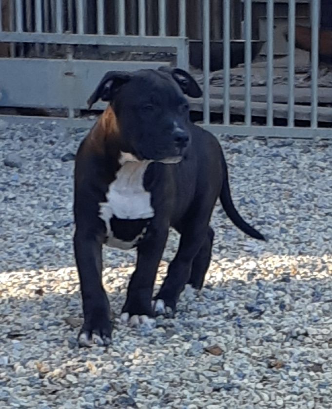 d'Ani'zen - Chiots disponibles - American Staffordshire Terrier