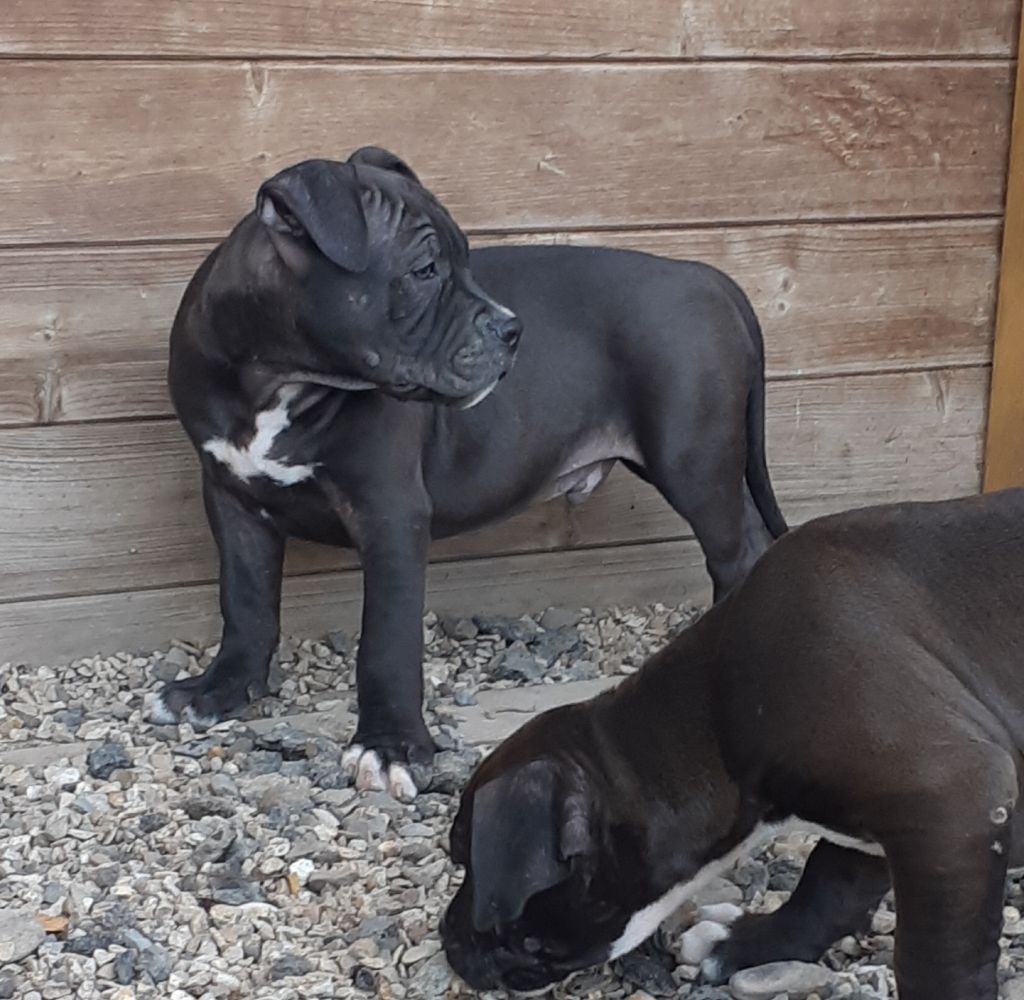 d'Ani'zen - Chiots disponibles - American Staffordshire Terrier