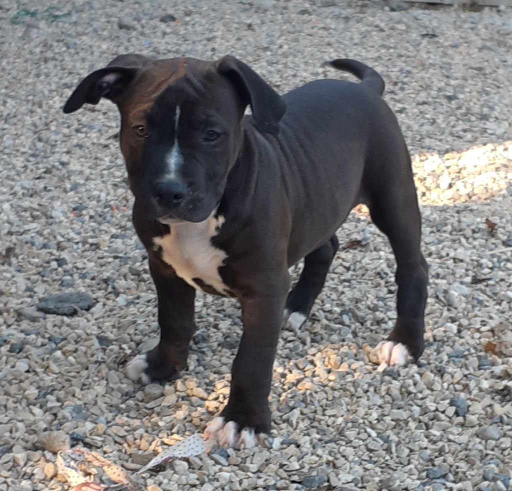 d'Ani'zen - Chiots disponibles - American Staffordshire Terrier