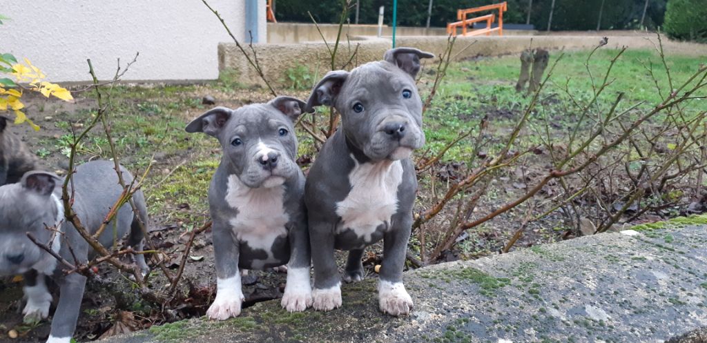 d'Ani'zen - American Staffordshire Terrier - Portée née le 29/09/2018