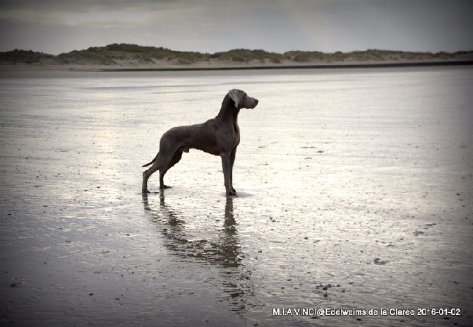 Edelweims de la Clarée - 1er CACIB pour VINCI... dans le pays d'origine de la race!