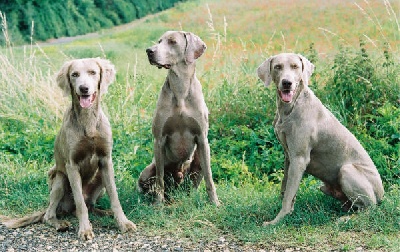 Edelweims de la Clarée - NORTON père de 2 CHCS en France