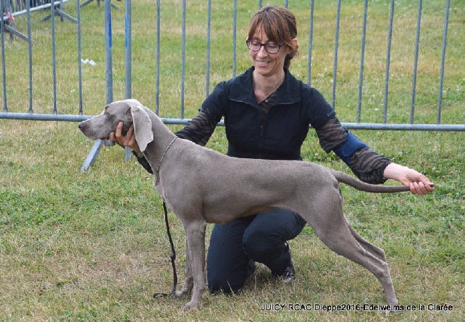 Edelweims de la Clarée - cet été en expo: quelques beaux résultats!!!