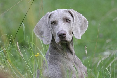 Edelweims de la Clarée - Flanders Joy HAMIRA fille de HARPER