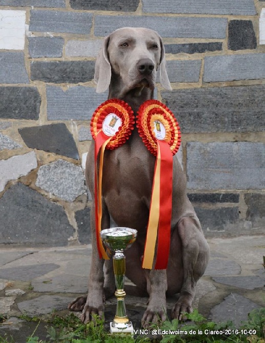 Edelweims de la Clarée - VINCI au top travail et beauté !!!