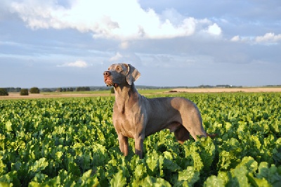 Edelweims de la Clarée - Harper à l'expo de Liège (B): RCACS-RCACIB