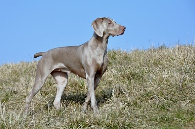 Edelweims de la Clarée - Mise à jour de la rubrique CHIOTS DISPO