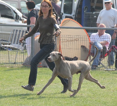 Edelweims de la Clarée - Expo de Grande Synthe: BOB+BIG-3 et CAC