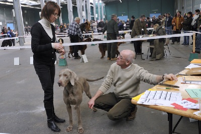 Edelweims de la Clarée - Harper CACS CACIB BOB à Chalons en Champagne