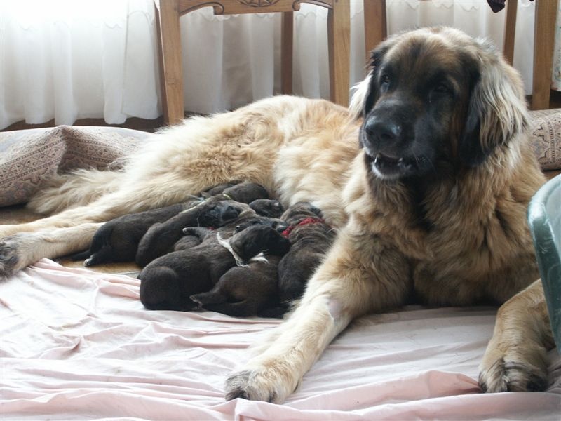 des Lions de Tambacounda - Leonberger - Portée née le 25/04/2004