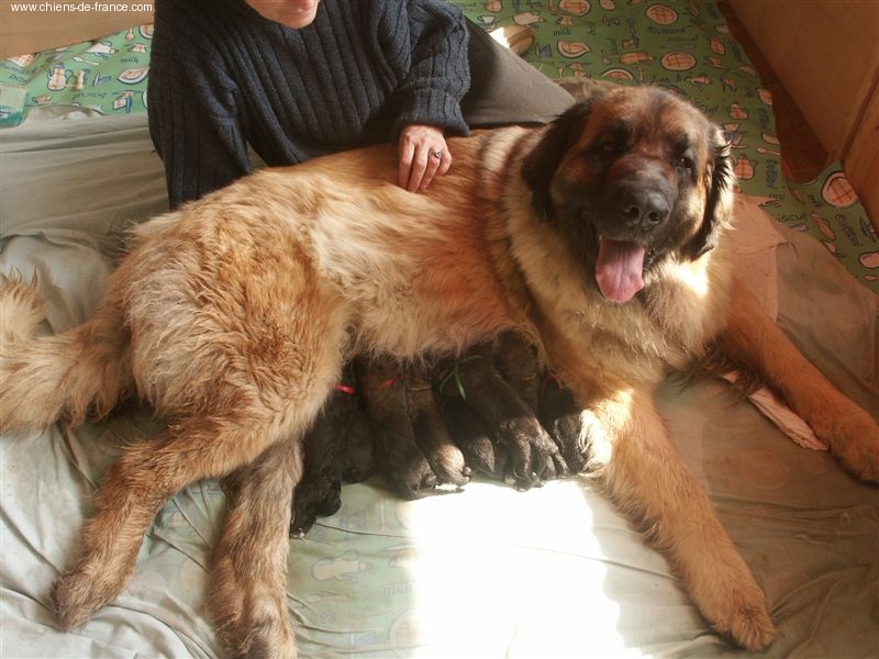 des Lions de Tambacounda - Leonberger - Portée née le 18/04/2004