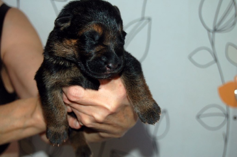 Chiot Berger Allemand vom Haus Johnny