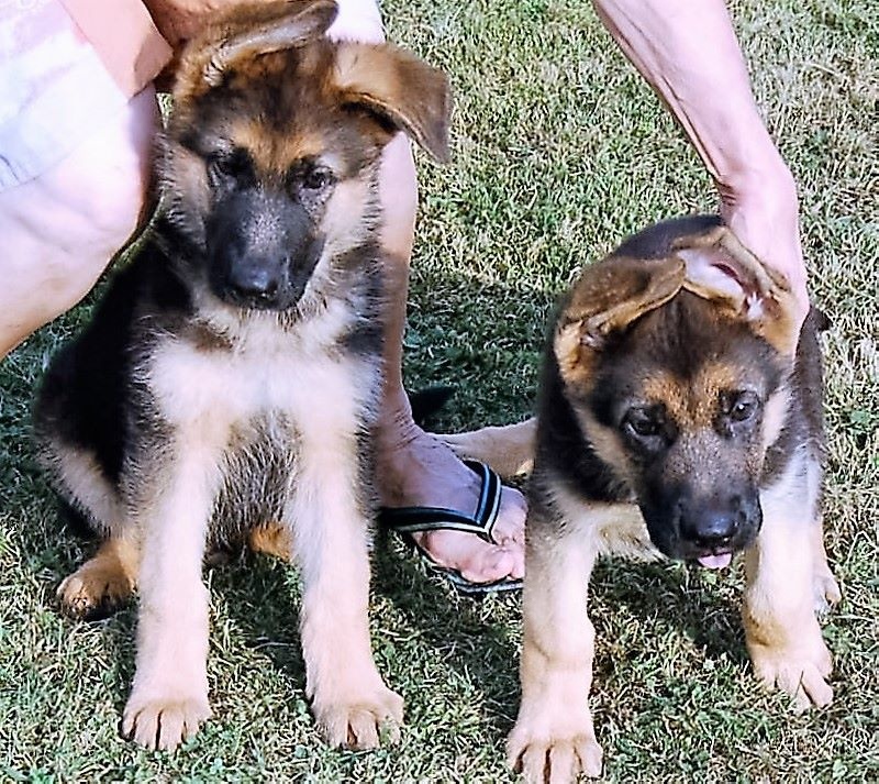 Chiot Berger Allemand vom Haus Johnny