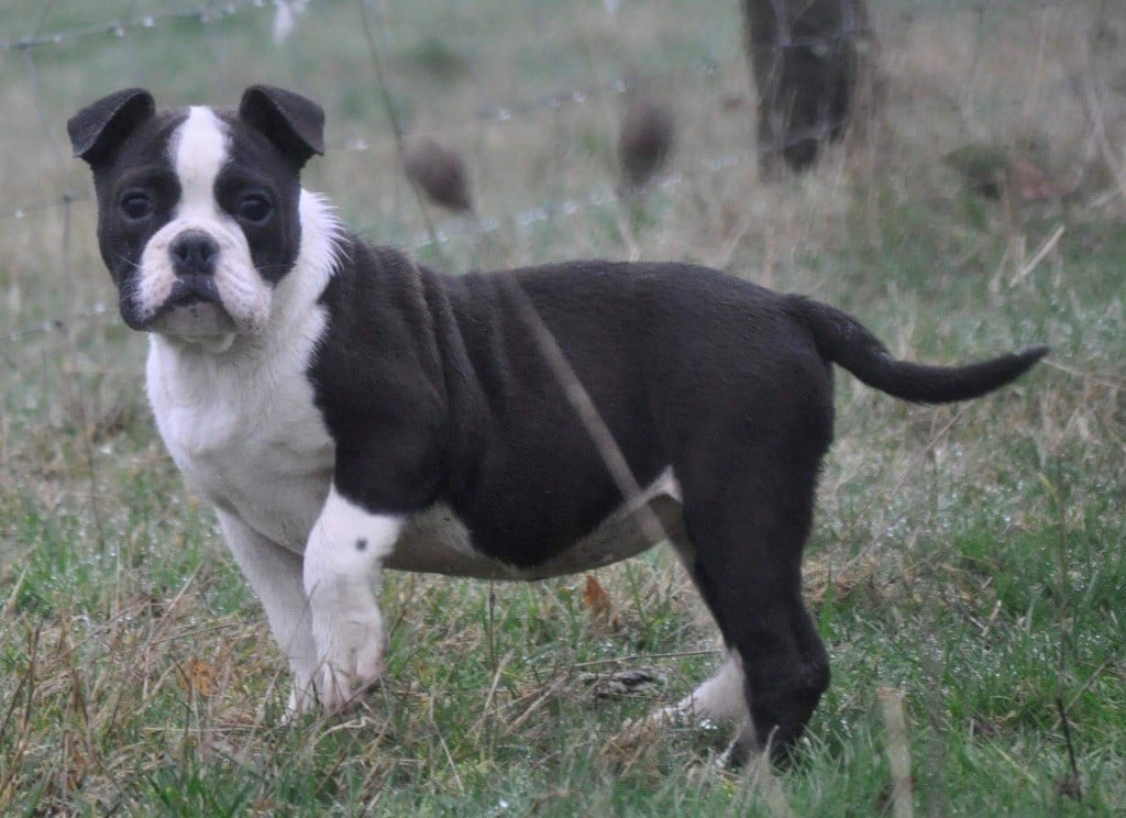 de bluedogcity - Chiots disponibles - Bulldog continental