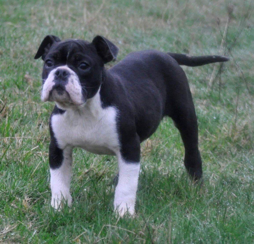 de bluedogcity - Chiots disponibles - Bulldog continental