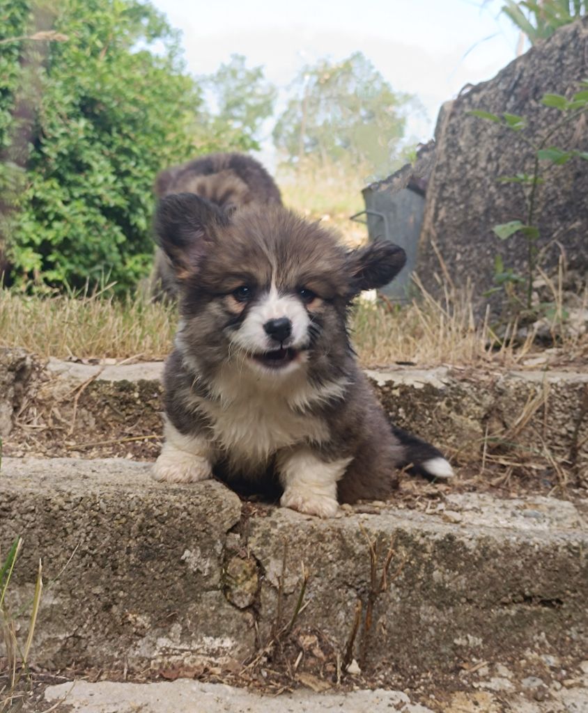 de l'Outsaïna - Nouvelles photos de notre Jolie petite Fluffy 