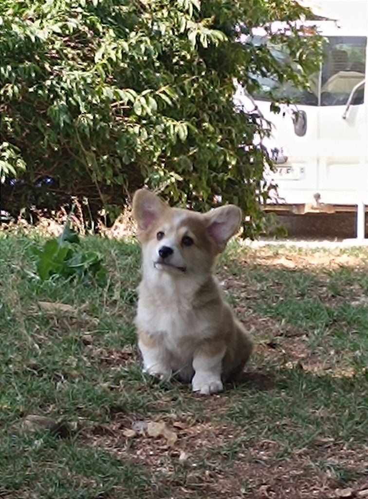 Adorable mâle Welsh Corgi Pembroke 