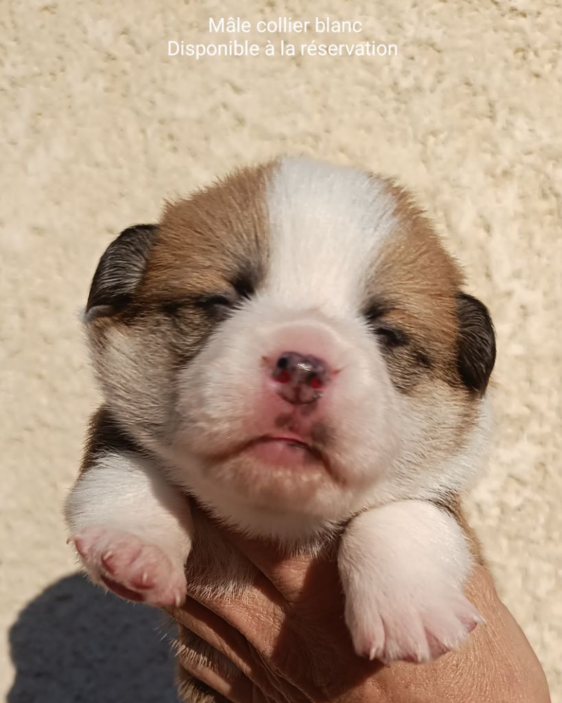 de l'Outsaïna - Photos des bébés pour leurs 14 jours 