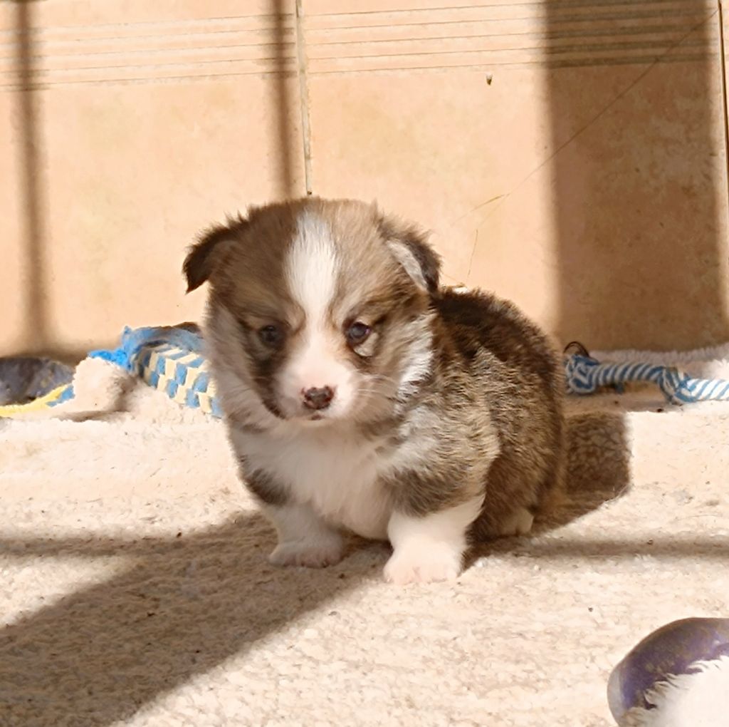 de l'Outsaïna - Mâle Welsh corgi Pembroke fauve et Blanc 