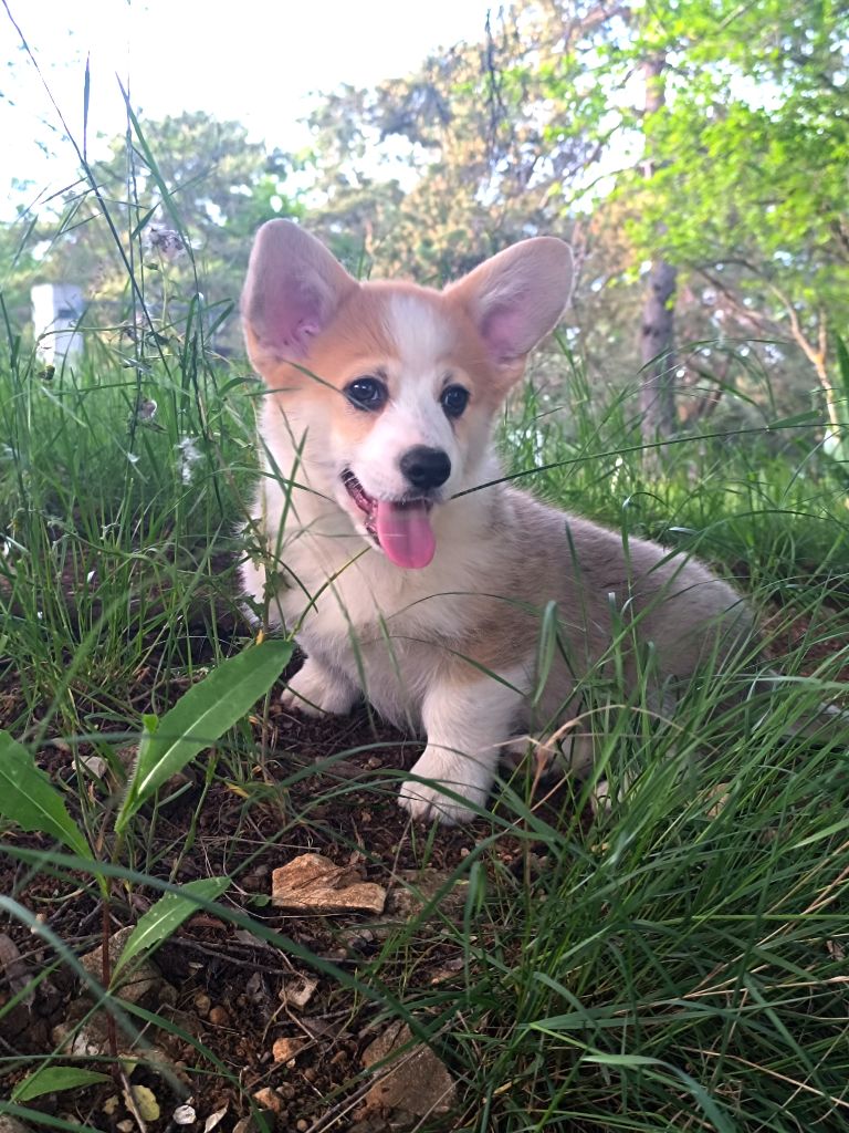 de l'Outsaïna - Welsh Corgi Pembroke Disponible 