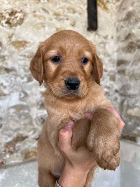 Du haut de crecy - Chiots disponibles - Golden Retriever