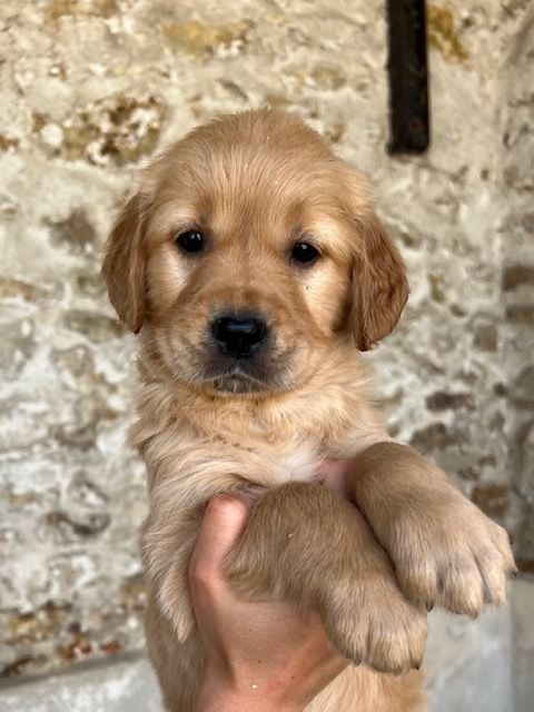 Du haut de crecy - Chiots disponibles - Golden Retriever