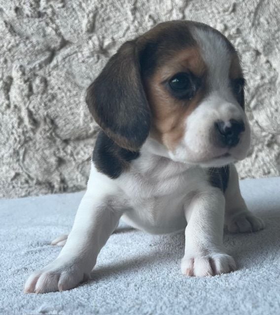 Du haut de crecy - Chiots disponibles - Beagle