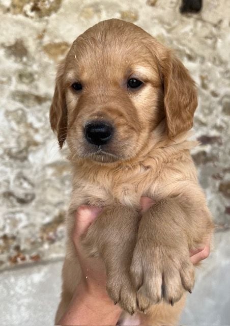 Du haut de crecy - Chiots disponibles - Golden Retriever