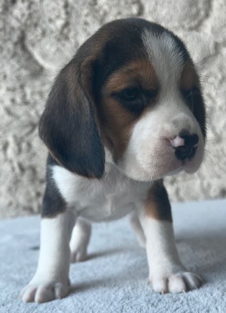 Du haut de crecy - Chiots disponibles - Beagle