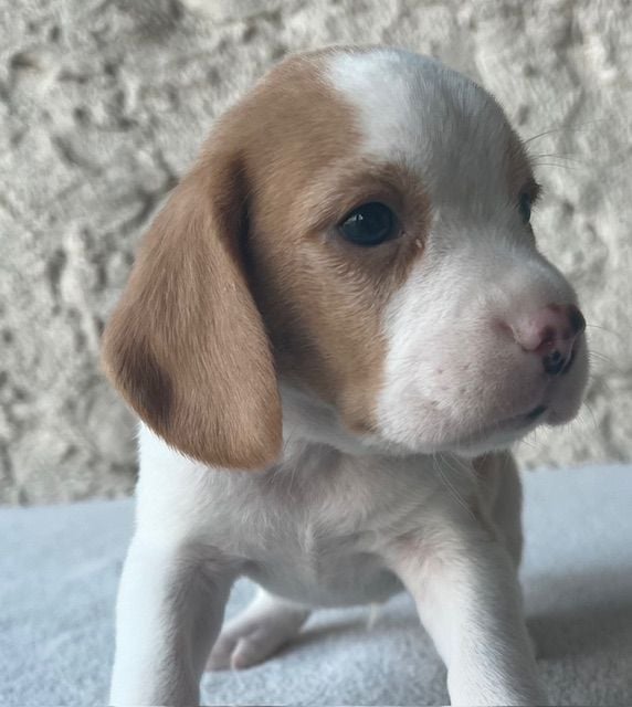 Du haut de crecy - Chiots disponibles - Beagle