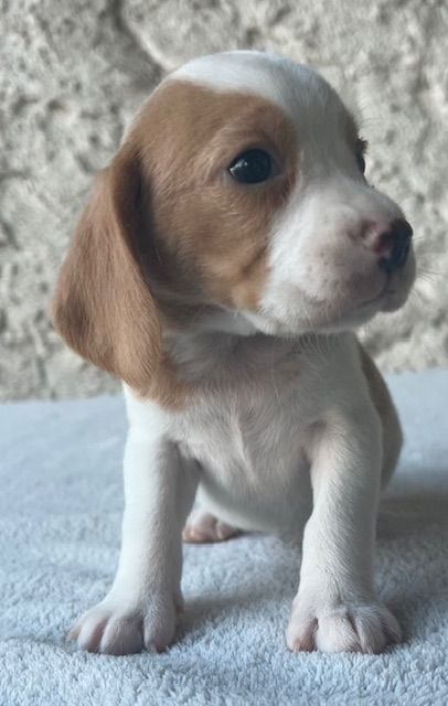 Du haut de crecy - Chiots disponibles - Beagle