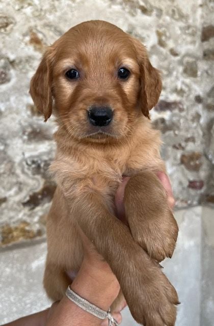 Du haut de crecy - Chiots disponibles - Golden Retriever