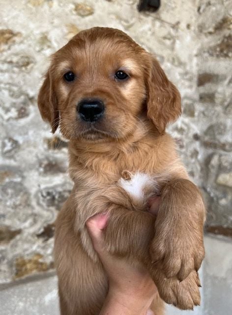 Du haut de crecy - Chiots disponibles - Golden Retriever