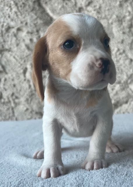 Du haut de crecy - Chiots disponibles - Beagle