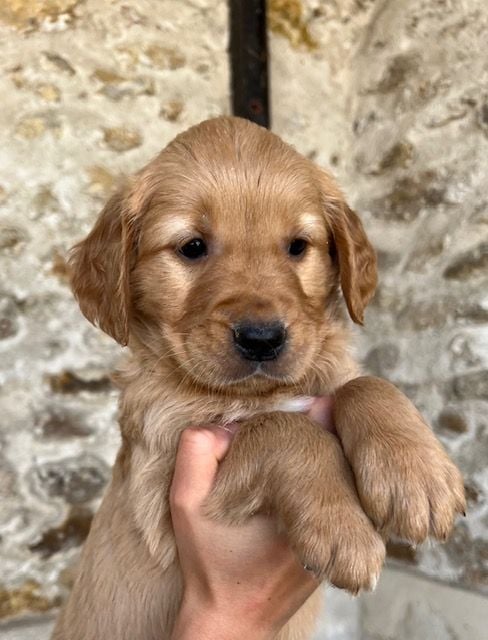 Du haut de crecy - Chiots disponibles - Golden Retriever