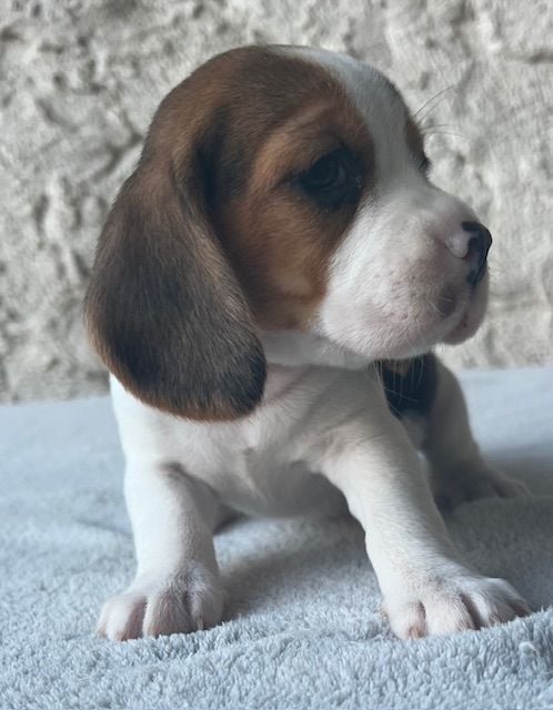 Du haut de crecy - Chiots disponibles - Beagle