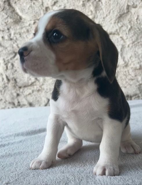 Du haut de crecy - Chiots disponibles - Beagle