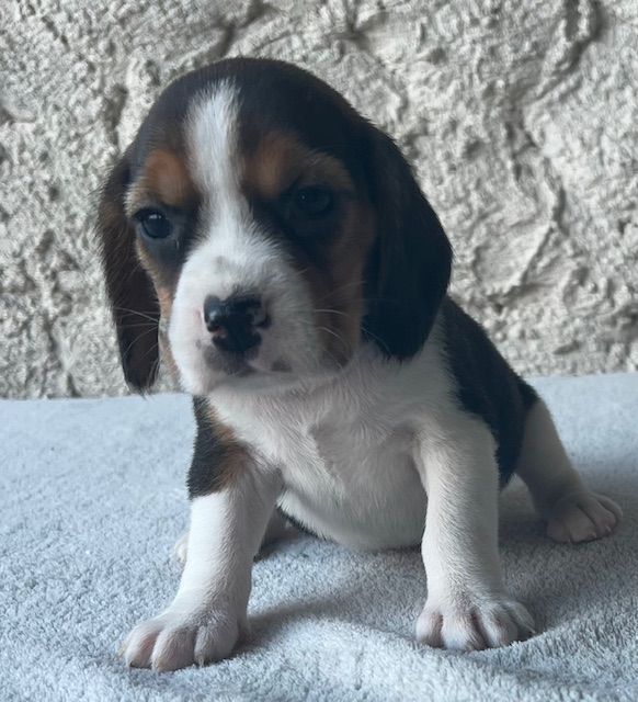 Du haut de crecy - Chiots disponibles - Beagle