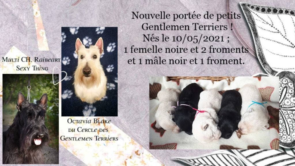 du cercle des gentlemen terriers - 10 et 22 mai 2021 : nouvelles naissances