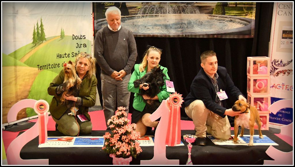 du cercle des gentlemen terriers - 3 mars 2024 : National Dogshow Lons Le Saunier