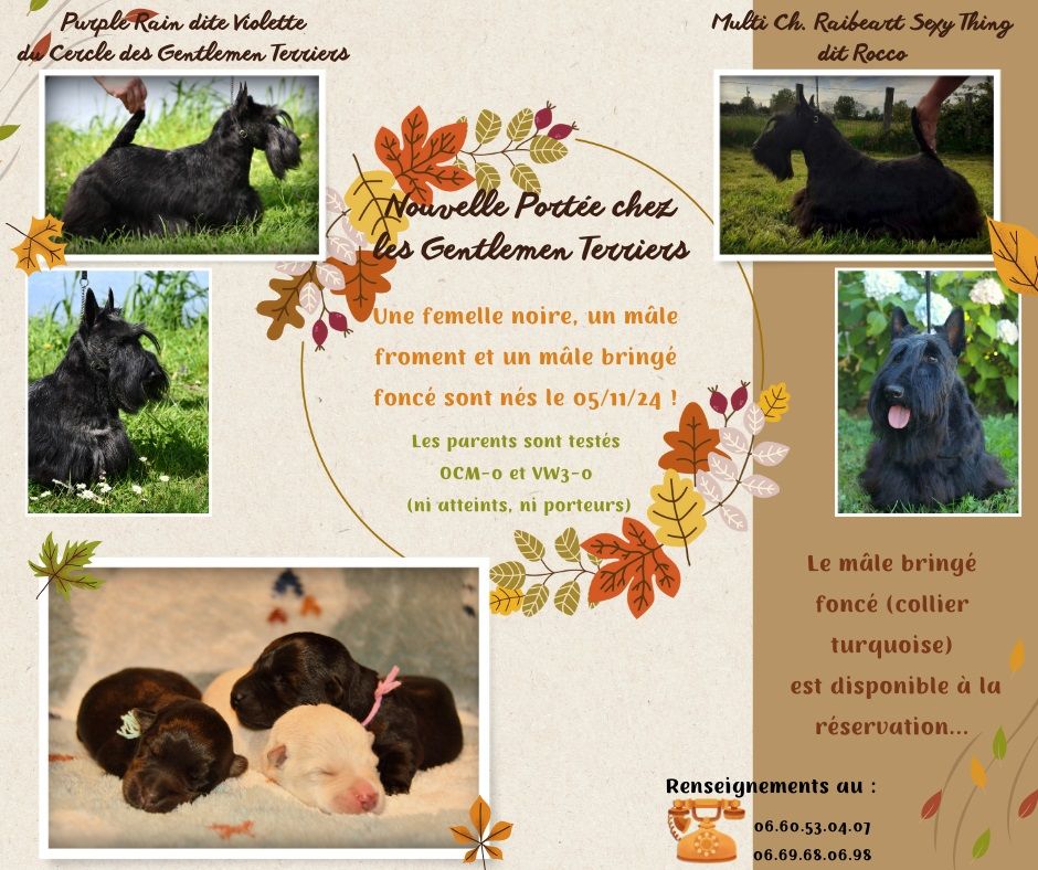 du cercle des gentlemen terriers - 5 novembre 2024 : Naissance de petits Gentlemen Terriers.