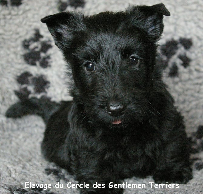 du cercle des gentlemen terriers - Naissance de BB Scottishs 