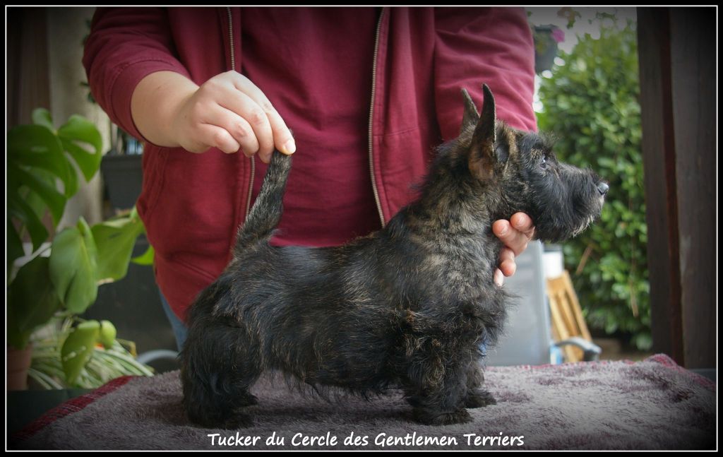 du cercle des gentlemen terriers - 12 novembre 2022 : nos bébés ont 10 semaines.