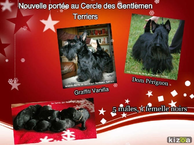 du cercle des gentlemen terriers - Nouvelle naissance de BB Scottishs