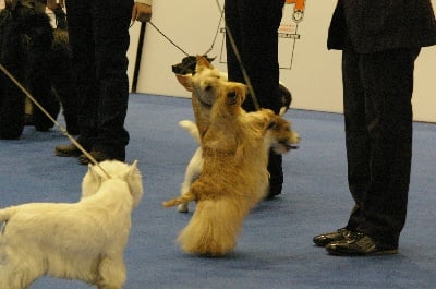 du cercle des gentlemen terriers - Expositions de Valencia (Espagne)