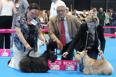 du cercle des gentlemen terriers - Championnat de France Metz.