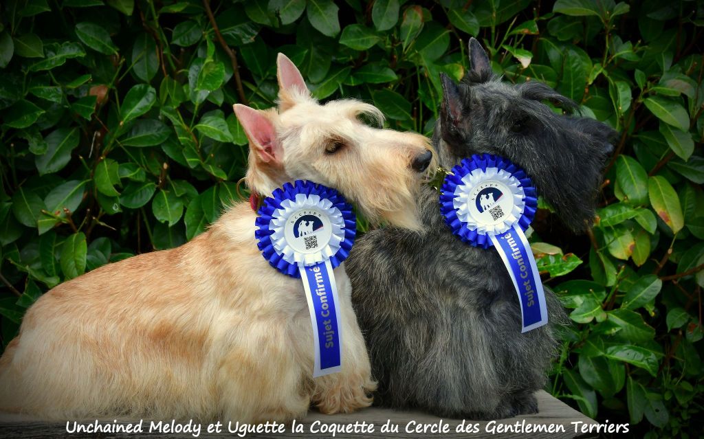 du cercle des gentlemen terriers - Uguette et Melody confirmées.